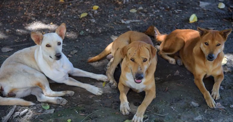 ¡Buenas noticias para los lomitos! Victoria tendrá el primer Centro de Bienestar Animal