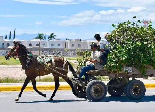 Buscan frenar el maltrato de caballos y burros utilizados para jalar carretas en Tamaulipas
