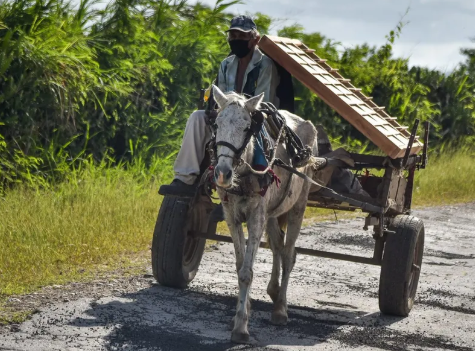 ¡Adiós a los carretones! Buscan prohibir vehículos de tracción animal en zonas urbanas de Tamaulipas