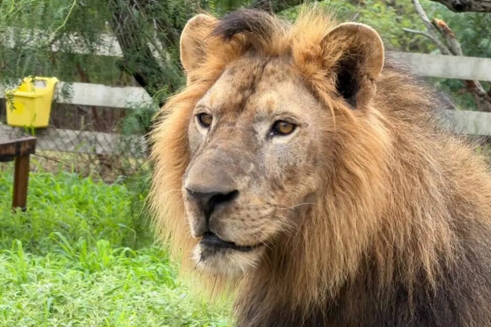 ¡DE NO CREERSE! Un león africano andaba suelto en Matamoros; moviliza a las autoridades
