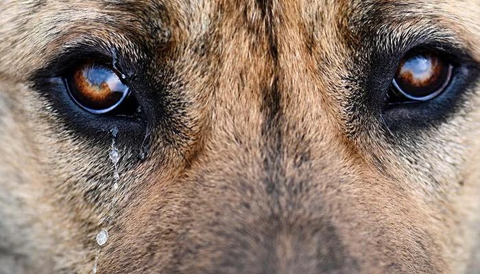 Podría recibir multa de más de $3.5 millones por la muerte de un perro en Tampico