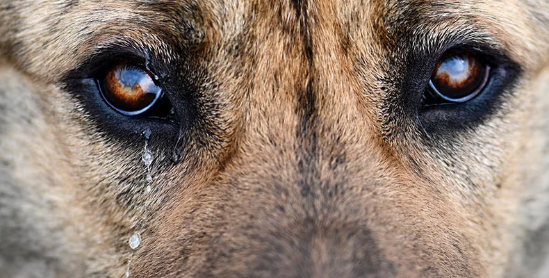 Podría recibir multa de más de $3.5 millones por la muerte de un perro en Tampico