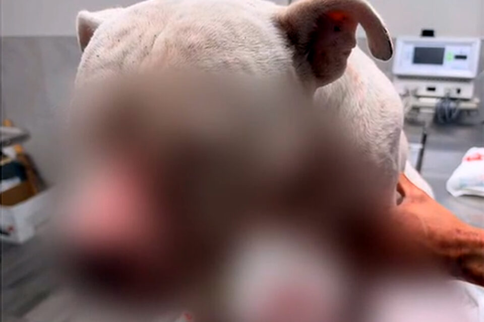 ¡Le dispararon en la nariz! Cain, el pitbull de Laredo, sobrevive y se recupera en el veterinario